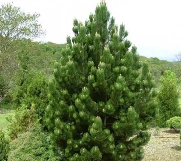 Сосна білокора Сателіт (Pinus leucodermis Satelit)