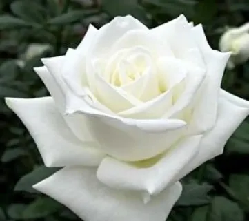 Троянда Anastasia