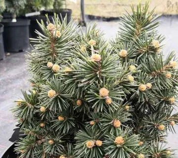 Ялина колюча Брунек (Picea pungens Brynek)