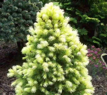 Ялина канадська Дейзі Вайт (Picea glauca Daisys White)