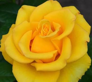 Троянда Керіо 
