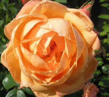 Троянда 'Lady Marmalade' (Леді Мармелад)