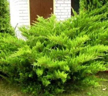 Ялівець середній (Juniperus pfitzeriana) Mint Juleр