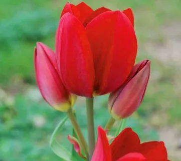 Тюльпан 'Red Georgette' (Ред Жоржет)