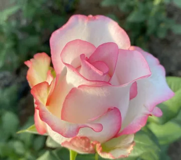 Троянда “Малібу” 