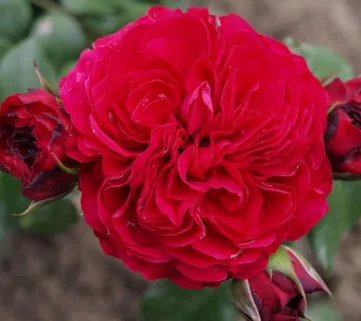 Троянда 'Red Leonardo da Vinci' (Ред Леонардо да Вінчі)