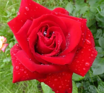 Троянда ‘Red Star’ (Ред Стар)