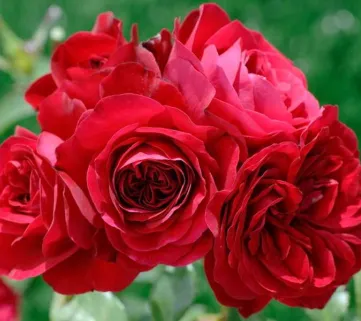 троянда Ред Еден Роуз