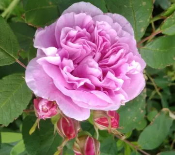 Троянда 'Therese Bugnet' (Терез Бунье)