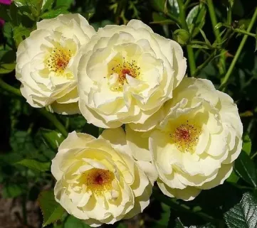 Троянда 'Sonnensсhirm' (Зонненширм)