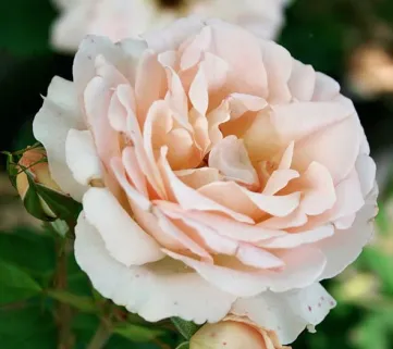 Троянда 'Sans Souci' (Санс Сусі)