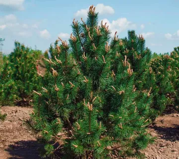 Сосна гачкувата (Pinus uncinata)
