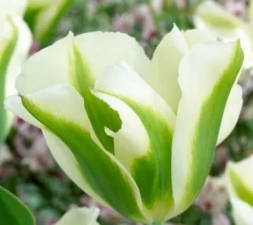 Тюльпан ‘Spring Green’ (Спринг Грин)