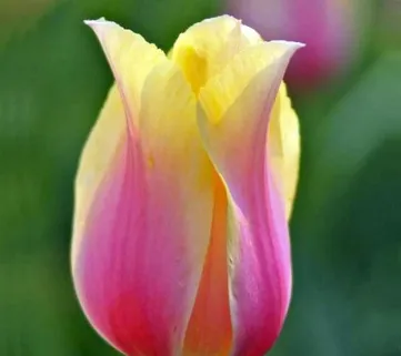 Тюльпан ‘Blushing Lady’ (Блашинг Леди)