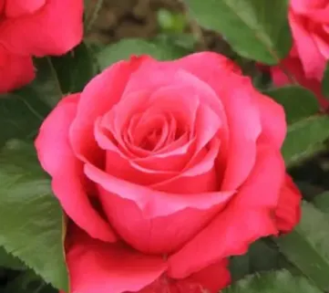 Троянда "Пам'яті Висоцького" 