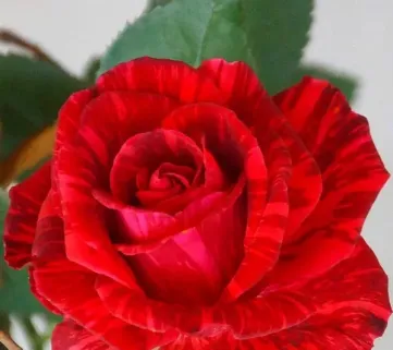 Роза ‘Red Intuition’ (Ред Интуишн)