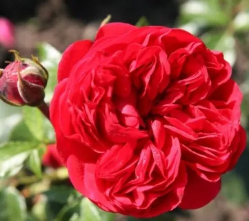 Троянда Роткепхен