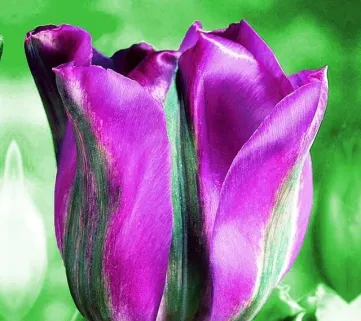 Тюльпан ‘Violet Bird’ (Вайлет Берд)