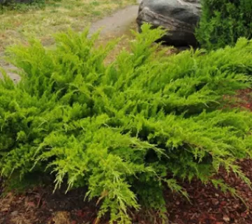 Ялівець середній (Juniperus pfitzeriana) Gold Star, 20-30, c2,5
