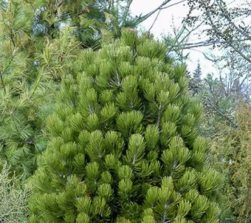 Сосна білокора (Pinus leucodermis) Malinki, 80+, c10