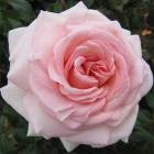 Роза ‘Prince Jardinier’ (Принц Жардиньер или Александр Пушкин)