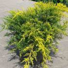 Ялівець середній Дабс Фростед (Juniperus pfitzeriana Daub's Frosted)