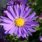 Астра чагарникова (Aster dumosus)