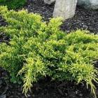 Ялівець середній Голд Кіссен (Juniperus pfitzeriana Gold Kissen)