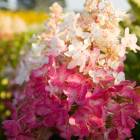 Гортензия метельчатая Пинки Винки (Hydrangea ‘Pinky Winky’)