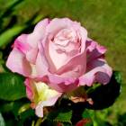 Роза ‘Rosenfaszination’ (Розенфасцинейшен)