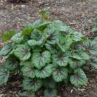 Гейхера гибридная Грин Спайс (Heuchera hybrida Green Spiсe)