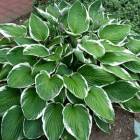 Хоста гибридная Франция (Hosta hybrida Francee)