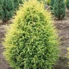 Можжевельник обыкновенный (Juniperus communis) Gold Cone, 130-150, грунт