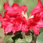 Рододендрон (Rhododendron) rep. Bengal