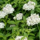 Спирея японская Альбифлора (Spiraea japonica Albiflora)