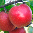 Яблуня Фукутамі, c12