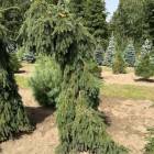 Ель сербская (Picea omorica) Pendula, 200+, Т113