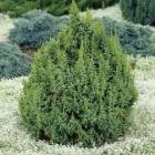 Можжевельник (Juniperus pingii) Loderi, 120-140, грунт