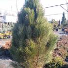 Сосна черная (Pinus nigra) Green Rocket, 200+, Т113