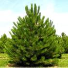 Сосна чорна (Pinus nigra), 80-100, грунт