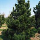 Сосна белокорая (Pinus leucodermis)