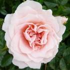 Роза ‘Lovely Meilland’ (Лавли Мейян)