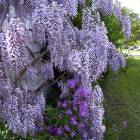 Гліцинія (Wisteria)