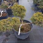 Ялівець середній (Juniperus pfitzeriana) Gold Coast . NIWAKI