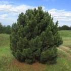 Сосна кримська (Pinus nigra subsp)