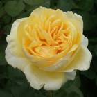 Роза ‘Bella di Todi’ (Белла ди Тоди)