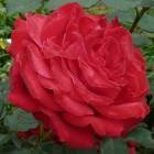 Роза ‘Dame de Coeur’ (Дам де Кер)