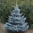 Ель колючая Супер Блю Сидлинг (Picea pungens Super Blue Seedling)