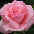 Троянда ‘Merhen Kenengen’ (Мерхен Кенинген)