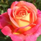Роза ‘Midsummer’ (Мидсамер)